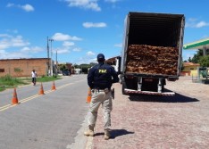 Piauí: Polícia Rodoviária Federal faz a maior apreensão de madeira dos últimos seis anos