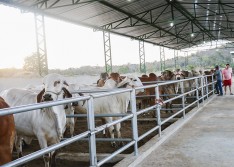 Campanha de vacinação contra febre aftosa começa dia 1º de junho no Piauí
