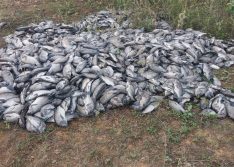 Vídeo: mais de 10 mil peixes morrem de forma misteriosa na barragem de Algodões II
