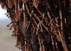 Praga de gafanhotos leva Ministério da Agricultura a declarar estado de emergência fitossanitária no RS e SC