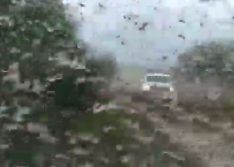 Ministério da Agricultura tem plano para acompanhar nuvem de gafanhotos