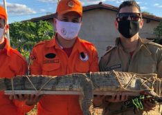 Corpo de Bombeiros faz resgate de animais na zona urbana de Picos