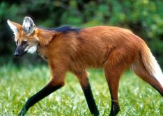 Banco Central anuncia que lançará cédula de R$ 200 no final de agosto