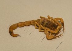 Cuidados com escorpiões devem ser redobrados no período quente, alerta especialista