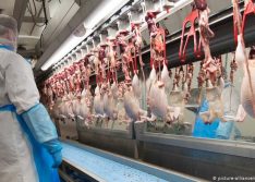 China diz que detectou coronavírus em frango importado do Brasil