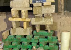 Força Tarefa apreende 50 kg de maconha enterrada em sítio no Piauí
