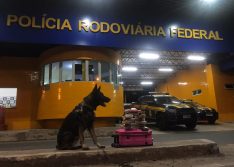 PI: PRF apreende drogas dentro de mala em ônibus avaliadas em R$ 145 mil