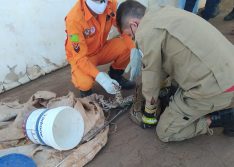 Picos: jiboia com mais de 2 metros é encontrada no bairro Boa Sorte