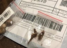 Adapi faz alerta fitossanitário sobre sementes misteriosas e pede que não sejam plantadas