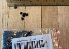 Ministério da Agricultura registra 36 casos de sementes misteriosas recebidas após compras pela internet