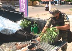 PM encontra estufa com 20 pés de maconha em casa no Litoral do Piauí