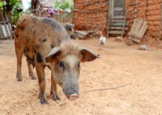 Após quase 1 ano sem casos, Piauí volta a registrar foco de Peste Suína Clássica