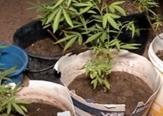 PM descobre roça de maconha orgânica no Piauí