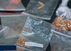 Piauí registra 1º caso de sementes misteriosas