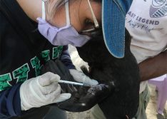 Parnaíba é a primeira cidade do Piauí a confirmar caso de febre do Nilo em humanos