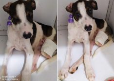 Cadelinha tem pata arrancada durante ataque de jacaré em Picos-PI