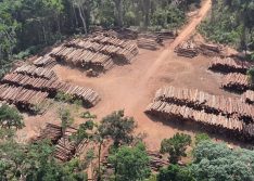 PF encontra mais de 43 mil toras de madeira irregular no Pará e realiza maior apreensão do Brasil