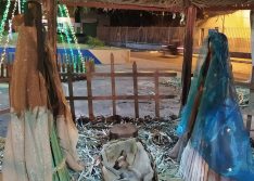 Inhuma: Cãozinho emociona ao dormir em manjedoura e campanha tenta adoção