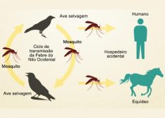 Laboratório da UFMG confirma 1º caso de Febre do Nilo em animais no Piauí