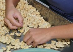 Piauí deve produzir 10% mais castanha de caju em 2021