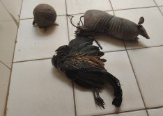 Nove homens são presos presos suspeitos de caçar animal ameaçado de extinção no Piauí