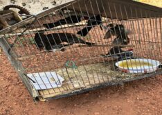 Mais de 200 animais silvestres presos em cativeiro são resgatados em Picos
