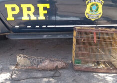 PRF flagra e autua homem transportando animal silvestre na BR 316