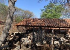 Estado distribui matrizes de caprinos para famílias de Campo Grande do Piauí e outros seis municípios