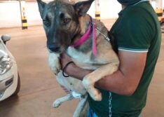 Picos: cadela tem dentes quebrados com pá de aço e tutor é preso em flagrante