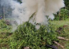 PF destrói mais de 90 mil pés de maconha durante operação no MA
