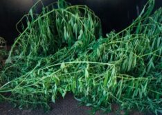 PM apreende pés de maconha dentro de residência em Itainópolis