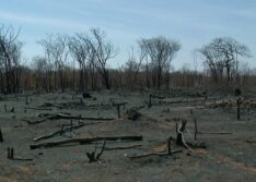 Governo Federal reconhece situação de emergência pela seca em São Raimundo Nonato