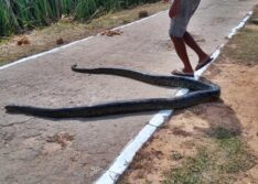 Cobra sucuri de cinco metros é encontrada em via pública no litoral do Piauí