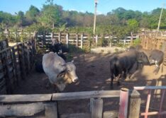 Polícia Militar localiza no Piauí 14 touros furtados de fazenda no Ceará
