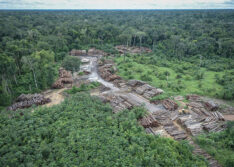 Na COP26, Brasil e mais de 100 países se comprometem a acabar com desmatamento