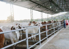 Piauí prorroga segunda etapa da vacinação contra febre aftosa