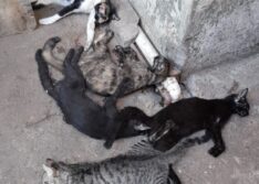 Vários gatos morrem com sinais de envenenamento em Picos
