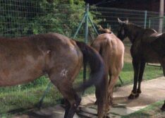 Expoapi: fogos de artifício assustam cavalos e animais são atropelados na BR 343