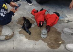 PRF resgata galos de rinha e apreende drogas dentro de carro roubado