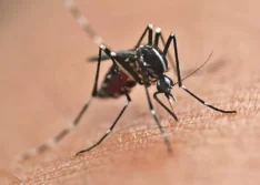 Piauí registra primeira morte por dengue em 2022 e alerta para aumento de casos