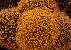 Saúde confirma primeiro caso de subvariante da Ômicron no país