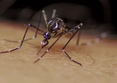 Adolescente morre vítima de dengue hemorrágica no litoral do Piauí