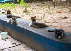 Piauí tem a maior população de gatos do Brasil e lei prevê a criação de “castramóvel”