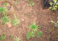 Operação encontra plantação com 53 pés maconha em Santa Cruz do Piauí