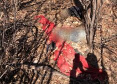 Ossada humana é encontrada por agricultor na zona rural de Patos do Piauí