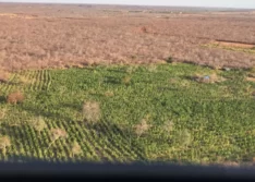 Polícia encontra plantação com 170 mil pés de maconha em Campinas do Piauí