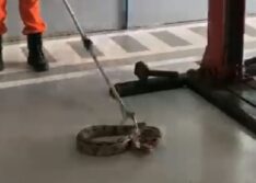 Jiboia é encontrada dentro de motor de carro em Picos