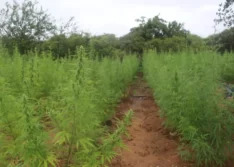 Polícia Militar encontra plantação com mais de 100 mil pés de maconha na zona rural de Paulistana