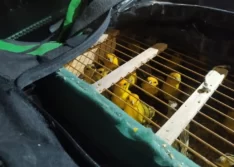 PRF flagra homem transportando mais de 60 canários dentro de ônibus em Picos