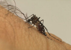 Bebê de seis meses morre com dengue no Sul do Piauí; Sesapi confirma 4 óbitos